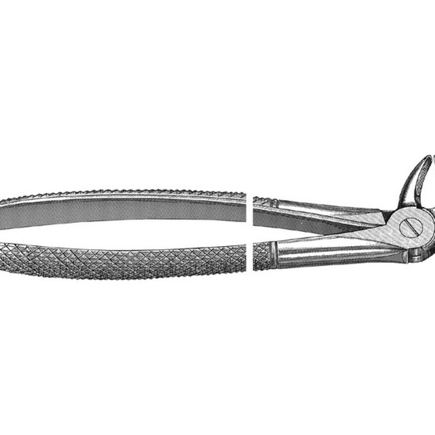 English Pattern Extraction Forcep lower bicuspids, either side English Pattern Extraction Forcep lower bicuspids, either side