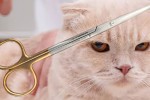 Metzenbaum Scissors